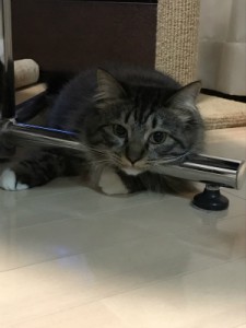 美容整体 猫背